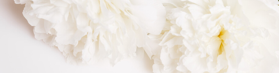 Wall Mural - romantic banner, delicate white peonies flowers close-up. fragrant pink petals