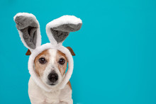 Frightened Dog With Rabbit Ears Hat On Isolated On A Blue Background