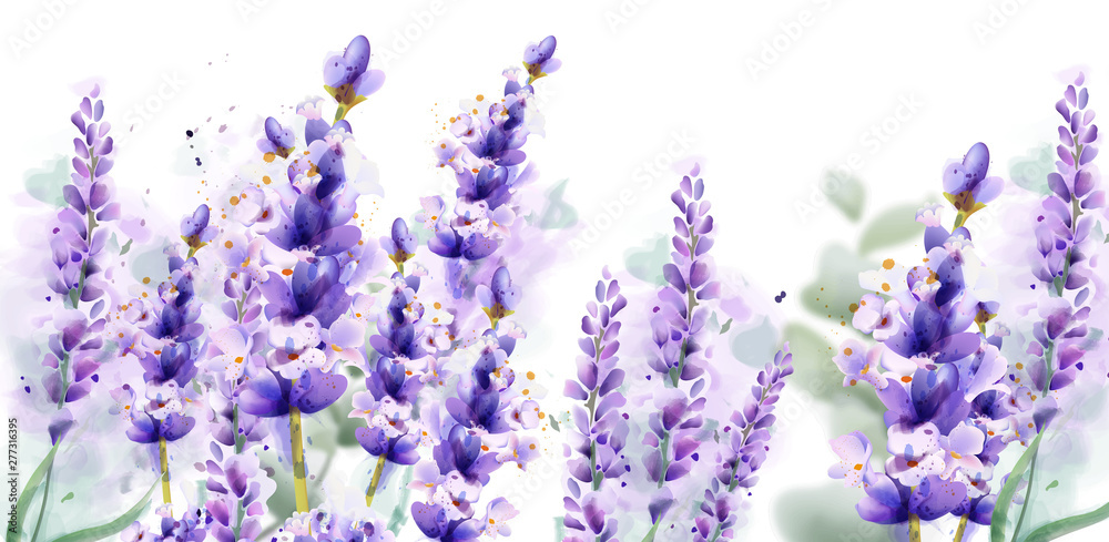 Lavender watercolor background Vector. Delicate floral bouquet on white background. Spring summer banner templates - obrazy, fototapety, plakaty 