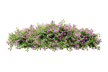 Flower Plant Isolated With Clipping Path On White Background