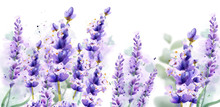 Lavender Watercolor Background Vector. Delicate Floral Bouquet On White Background. Spring Summer Banner Templates