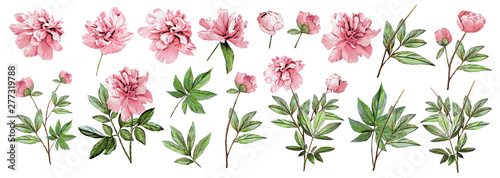 Fotografering  Pink peonies