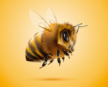 Fluffy Honey Bee