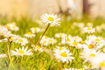 Poster - Romantic wild field of daisies with focus on one flower. Oxeye daisy, Leucanthemum vulgare, Daisies, Dox-eye, Common daisy, Dog daisy, Moon daisy, Camomile, Chamomile.