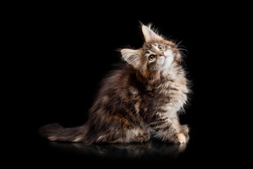 Maine Coon kitten on a black background