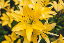 Yellow Asiatic Hybrid Lilies. Bouquet Of Fresh Flowers Growing In Summer Garden. Gardening Concept