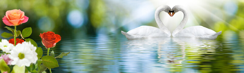 Wall Mural - image of swans on the water in the park close up