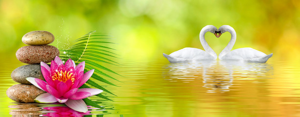 Wall Mural - image of lotus flower, stones and swans in the park close up