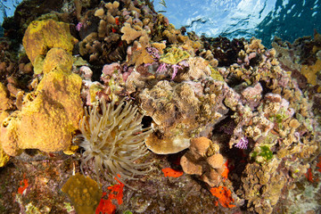 Coral reef and fish in Cozumel Mexico