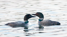 Common Loons (Gavia Immer) Swimming On A Reflective Lake In Ontario, Canada