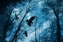 Black Crows Flying In Dark Mysterious Forest