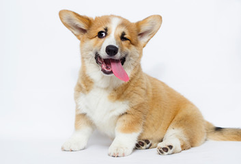 Wall Mural - sly puppy blinks an eye, welsh corgi