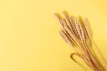 Spikelets Of Wheat On A Colored Background Top View.