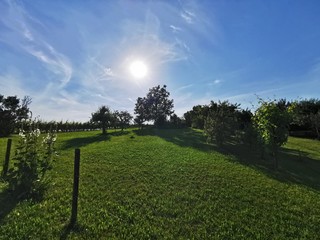 Wall Mural - summer sun farm vineyards wheat fields