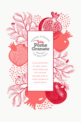 Pomegranate fruit design template. Hand drawn vector fruit illustration. Engraved style vintage botanical frame.