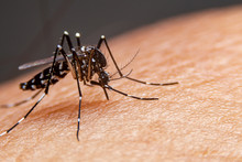 Striped Mosquitoes Are Eating Blood On Human Skin. Mosquitoes Are Carriers Of Dengue Fever And Malaria.Dengue Fever Is Very Widespread During The Rainy Season.