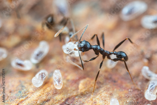 Fotomural Inside a nest of Pheidole big-headed ants, with pupae, larvae and eggs, under a