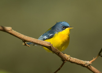 Wall Mural - Tropical Parula