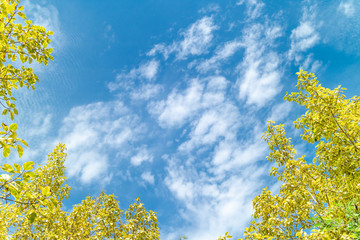 Wall Mural - Green foliage background cloudy sky