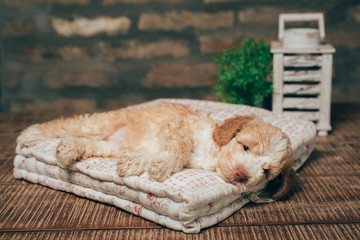 cute little purebred puppy sleeping on dog pillow indoor