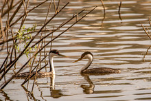 Western Grebes On The Water