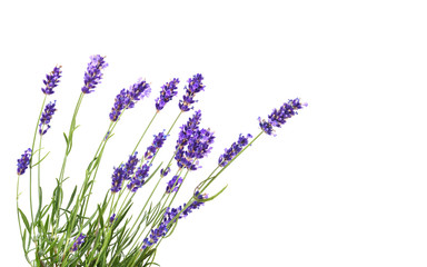 Canvas Print - Bunch of lavender