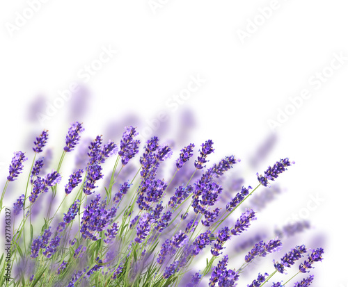 Obraz lawenda  bukiet-kwiatow-z-lawendami-na-bialym-tle