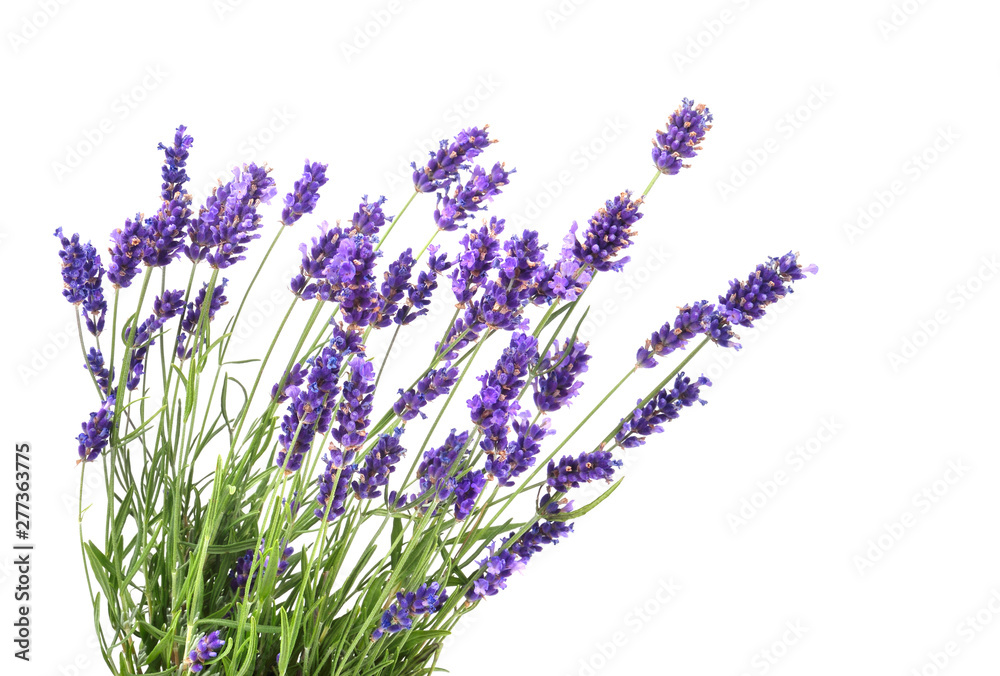 Fresh lavender flowers - obrazy, fototapety, plakaty 