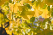 © Azahara MarcosDeLeon - Detail of  Ginkgo biloba autumnal leaves