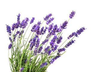 Fresh lavender flowers