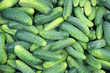 fresh cucumbers for the food texture