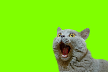 A lilac British cat looking up. The cat opened his mouth with a mad look. The concept of an animal that is surprised or amazed. The figure of a cat on an isolated background of UFO Green color.