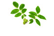© rozaivn58 - Studio shot of a walnut branch with green peel and leaves , isolated