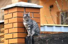 Cat On The Fence