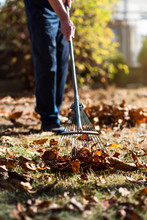 Man Cleaning Fallen Autumn Leaves In The Yard
