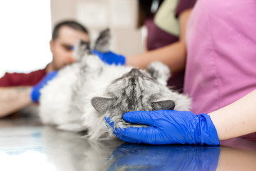 A male veterinarian anesthesiologist makes the procedure for a cat - a catheterization of the bladder. The assistants are holding the cat. Interns are monitored and trained in the veterinary clinic