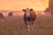 Another cow in sunset