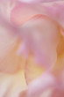 Blume makro abstrakt rosa