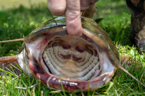 A Close Up Look Inside The Large Mouth Of A Catfish Held Open By