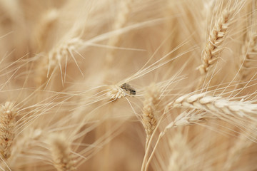 Field of mature wheat background. bee on the spikelet