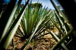 plantas de agave en tequila 