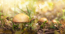 Mushroom. Autumn Background. Fantasy Boletus Mushrooms In Light Mystery Forest Close-up. Beautiful Macro Shot Of Natural Mushroom With Beetle, Fungus. Border Art Design. Wide Panoramic Banner.