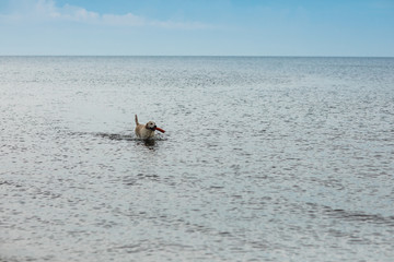 Dog Swimming and Retrieving toy in the Ocean