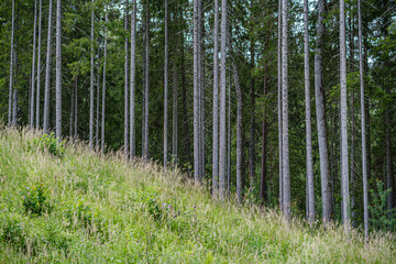 tree trunks on a dark green blur background in forest in summer