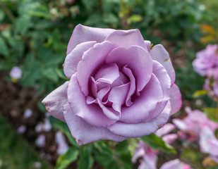 Purple Rose Detail 2