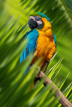 Parrot Portrait In Jungle