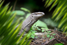 Large Monitor Lizard Portrait In Jungle