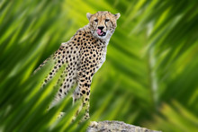 Cheetah Portrait In Jungle