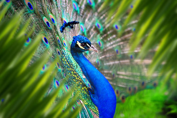 Wall Mural - peacock portrait in jungle