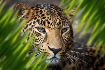 Wall Mural - Leopard portrait in jungle